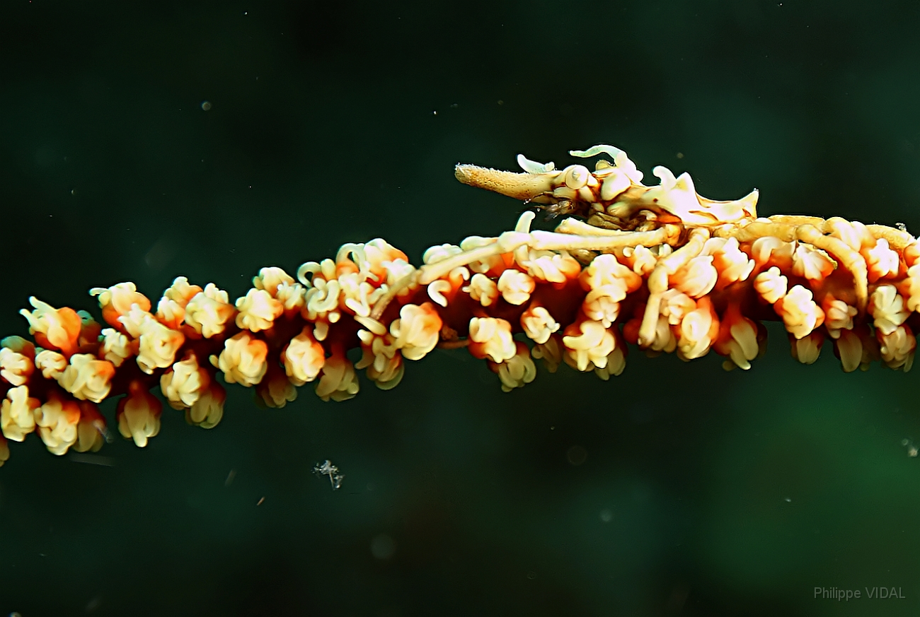 Raja Ampat 2016 - Xenocarcinus tuberculatus - Wire coral crab - Araignee tuberculee - IMG_4130_rc_filtered.jpg